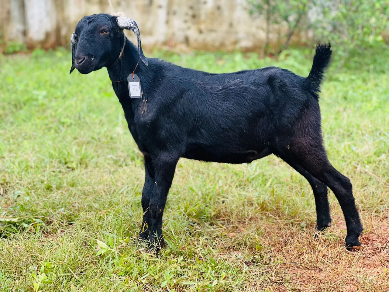 দেশী  ছাগল (18.9KG) 